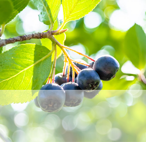 greenworldkerteszet.unas.hu