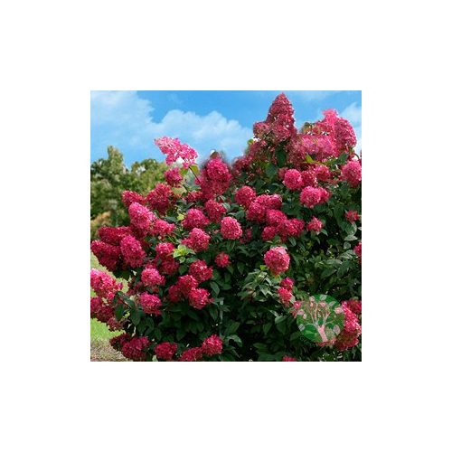 Hydrangea Paniculata Wim’s Red /bordò virágú bugás hortenzia/