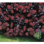 Cotinus Coggygria “Royal Purple” - Vöröslevelű cserszömörce