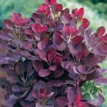 Cotinus Coggygria “Royal Purple” - Vöröslevelű cserszömörce