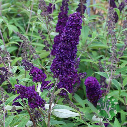 Buddleia Davidii Black Night - sötétlila virágú nyári orgona