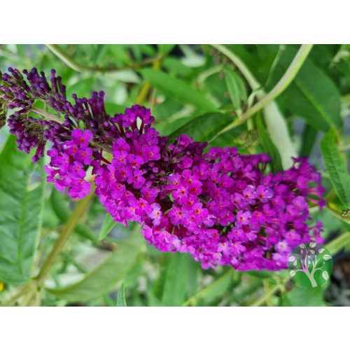 Buddleia Davidii Royal Red - Bíborlila virágú nyári orgona