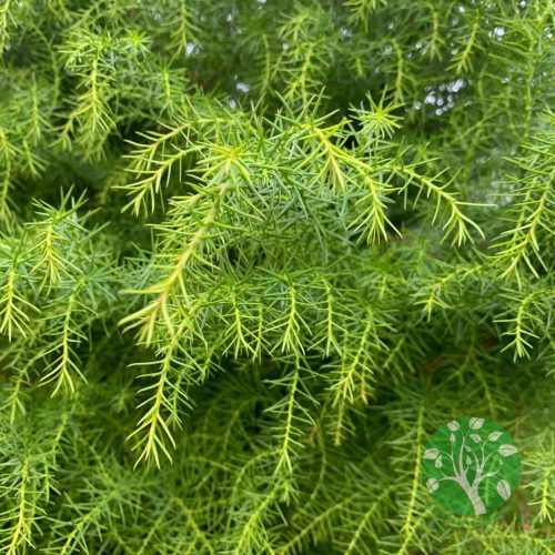 Cryptomeria japonica "elegans viridis"