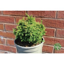 Cryptomeria japonica "vilmoriniana"