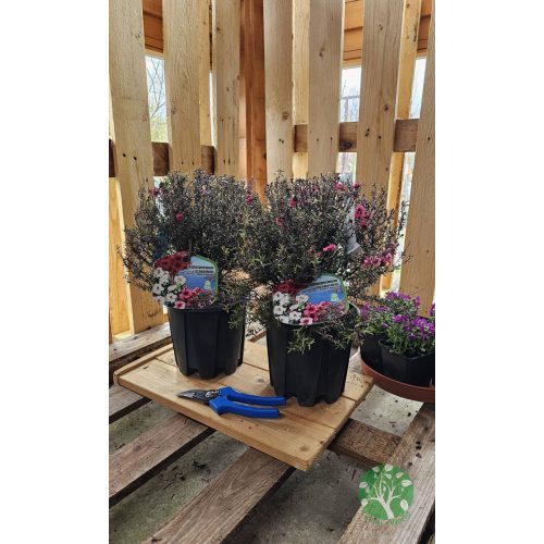 Új-Zélandi Teafa Leptospermum scoparium