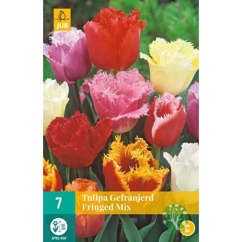 Tulipán fringed mix 7db