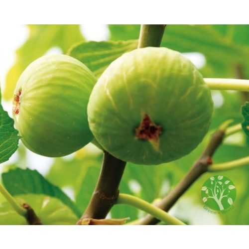 Ficus carica 'Brogiotto Bianco' – Füge