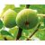 Ficus carica 'Brogiotto Bianco' – Füge