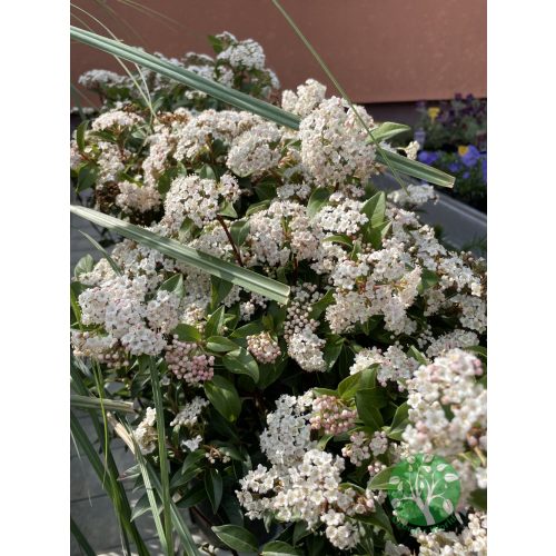 Téli bangita - viburnum tinus 