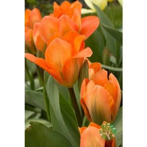 Tulipán "orange emperor" 10db