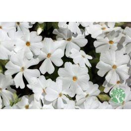   Árlevelű lángvirág - phlox subulata 'Fabulous white'