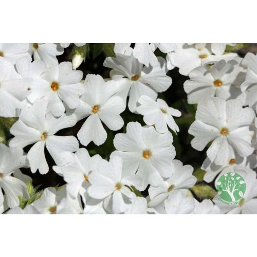 Árlevelű lángvirág - phlox subulata 'Fabulous white'