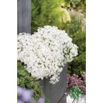 Árlevelű lángvirág - phlox subulata 'Fabulous white'