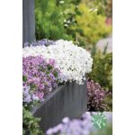 Árlevelű lángvirág - phlox subulata 'Fabulous white'