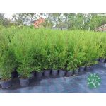 Leylandi Ciprus 80-100cm