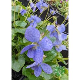   Pillangós árvácska - Viola sororia 'Dark Freckles'