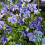 Pillangós árvácska - Viola sororia 'Dark Freckles'
