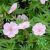 Alacsony gólyorr - geranium sanguineum var. striatum