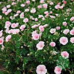 Alacsony gólyorr - geranium sanguineum var. striatum