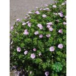 Alacsony gólyorr - geranium sanguineum var. striatum