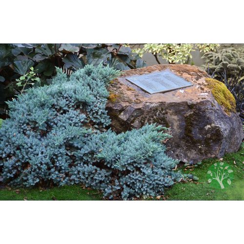 Törpe boróka (juniperus blue star)