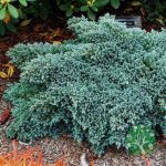 Törpe boróka (juniperus blue star)