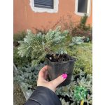 Törpe boróka (juniperus blue star)
