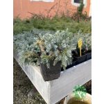 Törpe boróka (juniperus blue star)