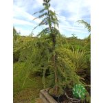 Csüngő himalájai cédrus (Cedrus deodara Pendula)