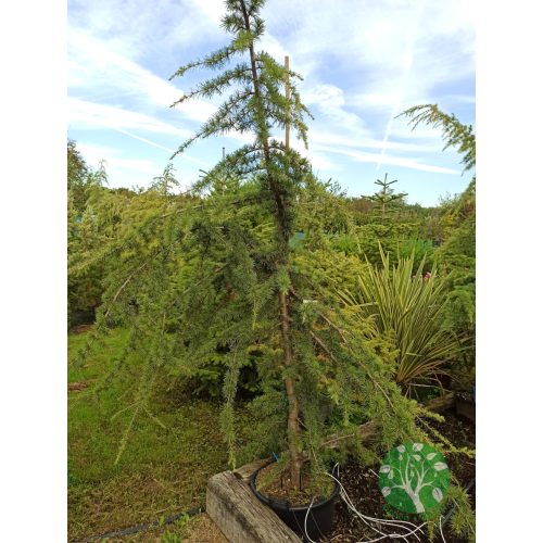 Csüngő himalájai cédrus (Cedrus deodara Pendula)