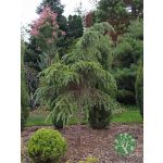 Csüngő himalájai cédrus (Cedrus deodara Pendula)