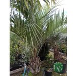 Kocsonyapálma (Butia Capitata)