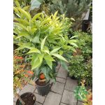 Citrusok