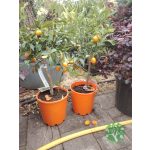 Citrusok
