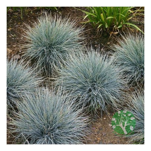 Kék csenkesz - festuca glauca elijah blue