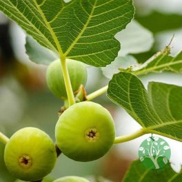 Ficus carica 'Dottato' – Füge