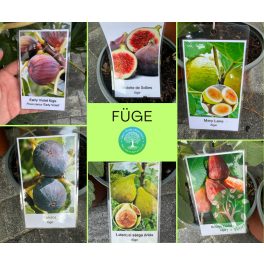 Turca/Ficus carica 'Brown turkey' – Füge