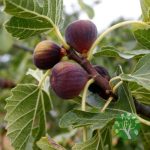 Turca/Ficus carica 'Brown turkey' – Füge