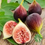 Turca/Ficus carica 'Brown turkey' – Füge