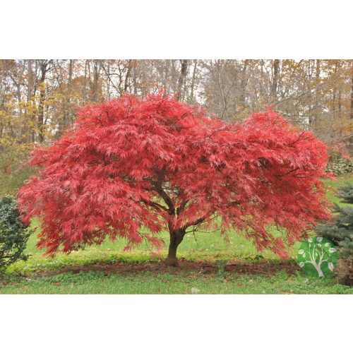 Japán juhar (Acer palmatum) több féle 