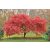 Japán juhar (Acer palmatum) több féle 