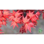 Japán juhar (Acer palmatum) több féle 