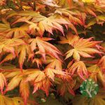 Japán juhar (Acer palmatum) több féle 