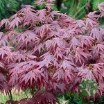 Japán juhar (Acer palmatum) több féle 