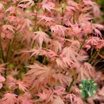 Japán juhar (Acer palmatum) több féle 
