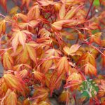 Japán juhar (Acer palmatum) több féle 