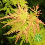Japán juhar (Acer palmatum) több féle 