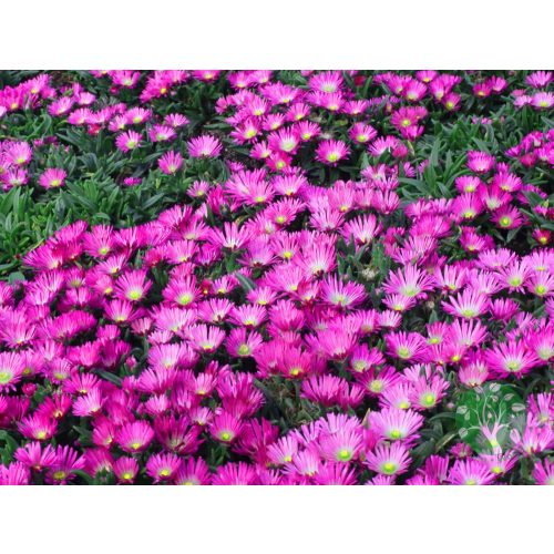 Délvirág - Delosperma sutherlandii