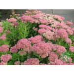 Varjúháj - sedum Herbstfreude