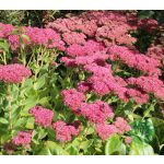Varjúháj - sedum Herbstfreude
